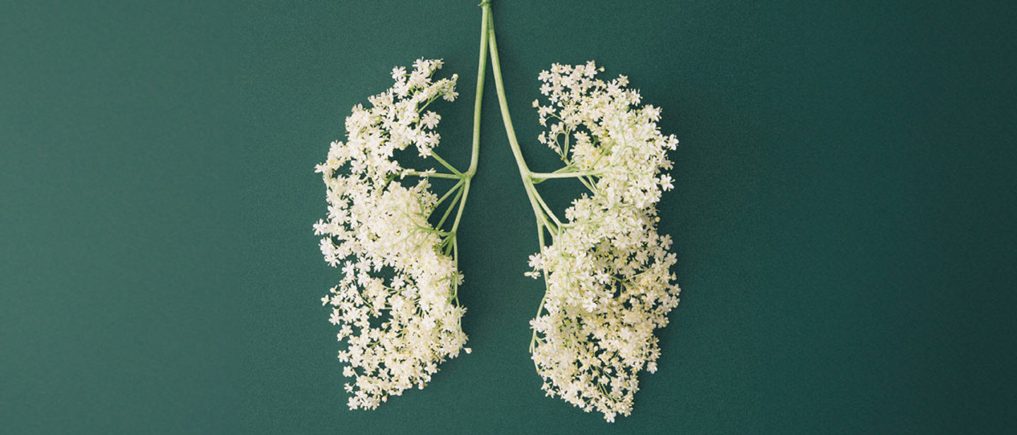 Lunge aus Hollerblüten Abstrakte Darstellung: Auf einem dunkelgrünen Untergrund sind gelbe Hollerblüten-Rispen so angeordnet, das ihre Form eine Lunge bestehend aus rechtem und linkem Lungenflügel ergibt.