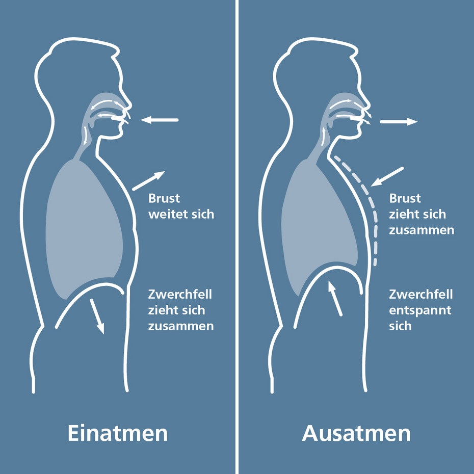 Grafik: Bewegung des Zwerchfells bei Bauchatmung