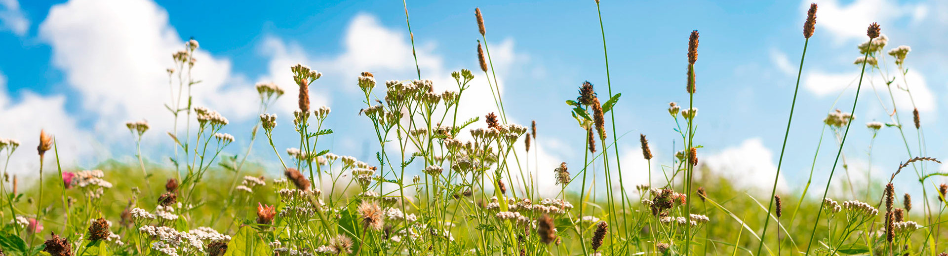 green meadow with blue sky in the background