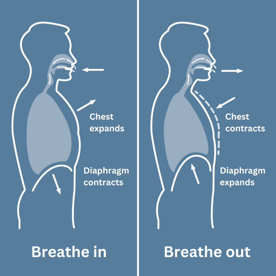 Figure: Movement of the diaphragm during diaphragmatic breathing