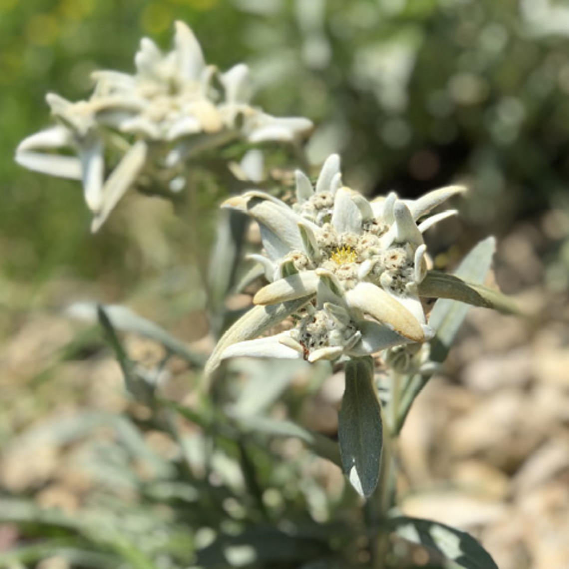 Bergsport und Wandern mit chronischen Atemwegserkrankungen