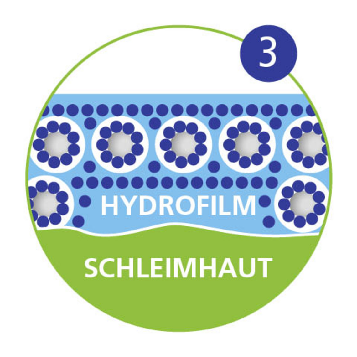Infografik: … der einen stabilisierenden Hydrofilm auf der Schleimhaut bildet …