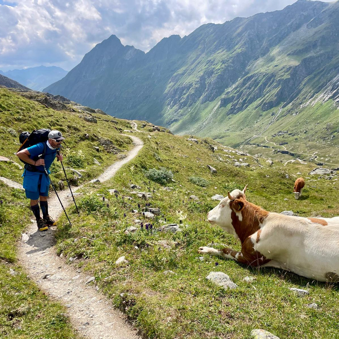 Bernhard Kaut: Auf den Großvenediger nach Lungentransplantation Wanderer auf Wanderweg schaut Kuh an, die daneben auf Weide liegt