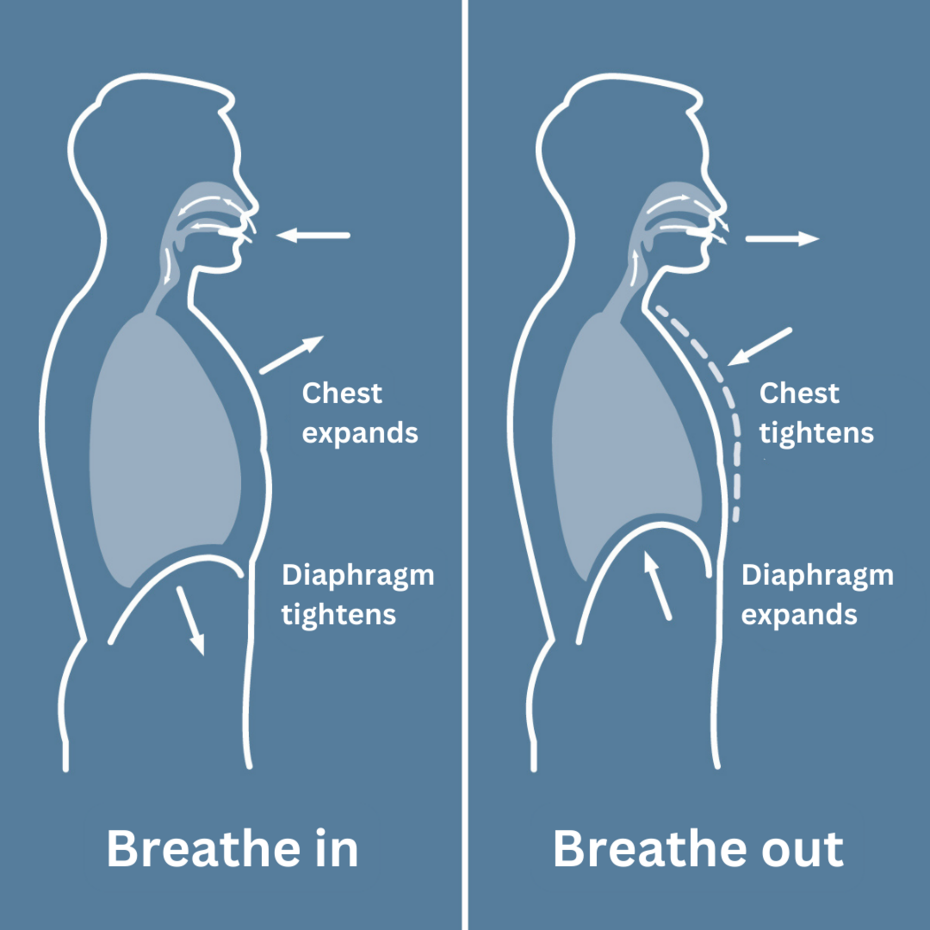 Figure: Movement of the diaphragm during abdominal breathing