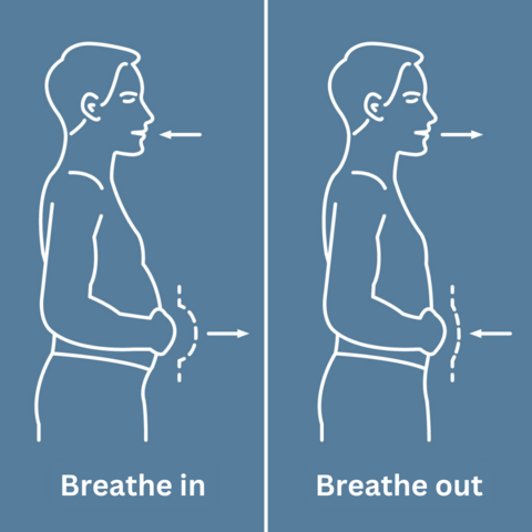 Figure: Movement of the abdomen during abdominal breathing