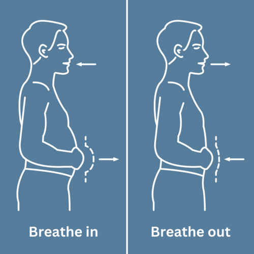 Abdominal breathing – relearn and use breathing exercises Figure: Movement of the abdomen during abdominal breathing