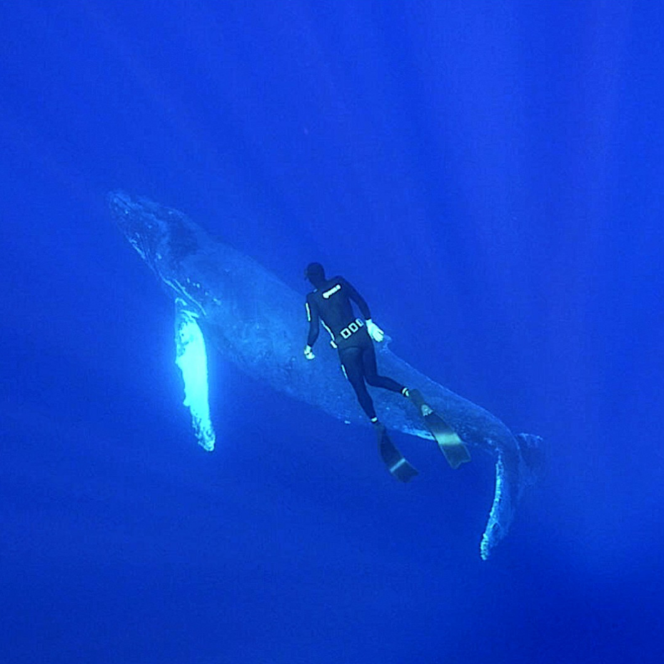 Taucher taucht neben einem Wal im tiefblauen Meer.