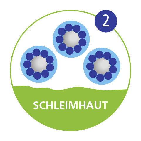 Was ist Ectoin und wie wirkt es – Abbildung 2 Infografik: Dadurch bildet sich der Ectoin-Hydrokomplex …