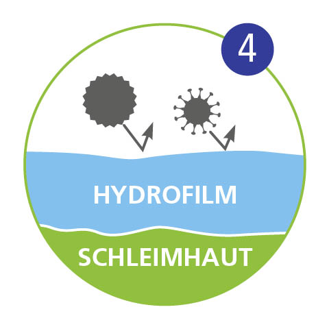 Was ist Ectoin und wie wirkt es – Abbildung 4 Infografik: … und so die Atemwege schützt und regeneriert.