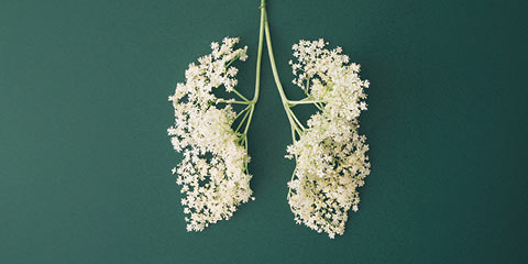 Bronchien und Lunge abgebildet als Blumenstrauß